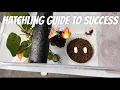 Crested Gecko Hatchling Guide for Beginners