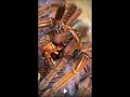 Don t mess with this Goliath Bird Eater Tarantula