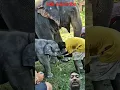 Download Lagu #elephant #africa #cute #dedy#viral#♥️👋👋🦣♥️🙏♥️🦣♥️🦣🌟🦣