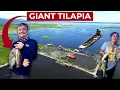 Lagu REUZE TILAPIA Uit de ENORME VISVIJVER van Mindanao (Buluan Lake)