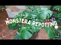 How to Repot a Monstera Deliciosa Plant Staking Aerial Roots Care Guide