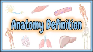 1 Anatomy Definition 2D Animation