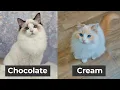 Every Ragdoll Cat Color and Pattern You ll Ever See The Cat Butler