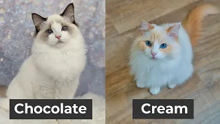 Every Ragdoll Cat Color and Pattern You ll Ever See The Cat Butler
