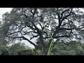 Arborists from SavATree work on the witness tree near the Battle of Eutaw Springs park on Aug 12