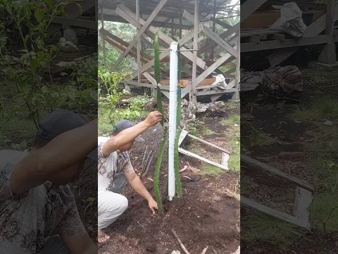 tanam buah naga di dekat rumah