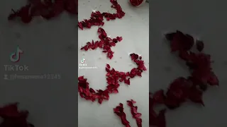 شبر بندر عمربيك 