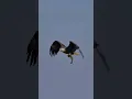 Lagu Adult bald eagle snags a large fish 🐟 !! Copyrighted 🎥 Sony A7Siii +FE 200-600 #baldeagle