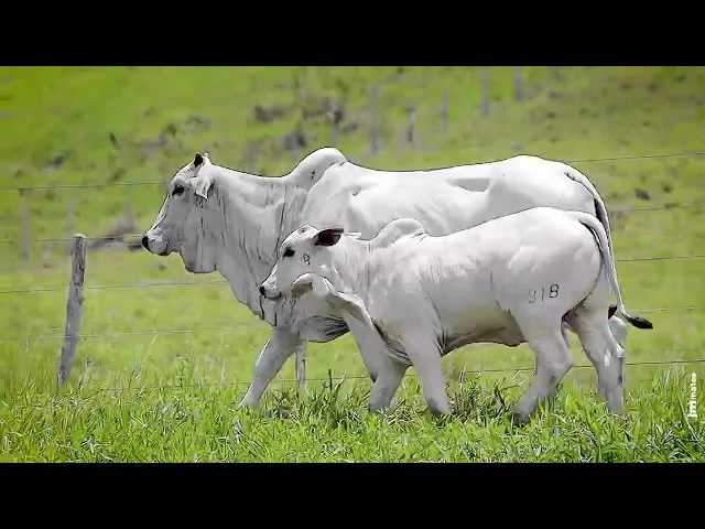 Novilha Nelore FBRA - 176