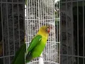 Download Lagu LOVEBIRD MEMANGGIL TEMAN | #shorts