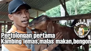 Download Pertolongan pertama kambing gak mau makan,lemas,bengong,malas berdiri MP3