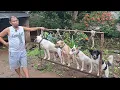 Download Lagu ABANG AMBUN KARAM ASLI ORANG PADANG 22 TAHUN TINGGAL DI GARUT - PEMBURU \u0026 BUKA JASA TRAVEL  ‼️