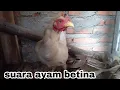 Download Lagu suara ayam betina berkotek