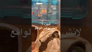 صوفيا و لانش بوكس الخيال مقابل لانش بوكس الواقع   دندنها