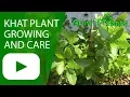 Lagu Khat plant - growing and care ( edible and medical)