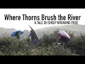 Download Lagu Where Thorns Brush the River (Entry #2 Short Film Awards 2025)