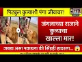 Lagu पिटबुल कुत्र्याशी पंगा सिंहाच्या जीवावर! असा पकडला जबडा की...😱