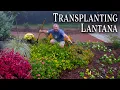 Download Lagu Transplanting Lantana (Perennials)