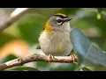 Download Lagu Suara burung Common Firecrest 1 jam