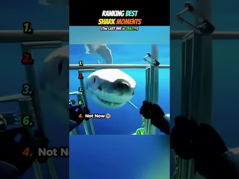 Ranking Best Shark Moments🦈