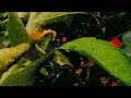 CINEMATIC 29 DETIK | RESOLUSI 1080p ?