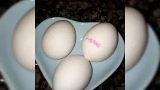 İngilizce Menemen Tarifi Muhteşem Ödev 100 puan garantili. 