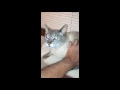 of adoptable pet named Claude