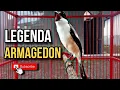 Download Lagu LEGENDA..!! Cendet Armagedon Madura, Masteran Cendet Trotol.