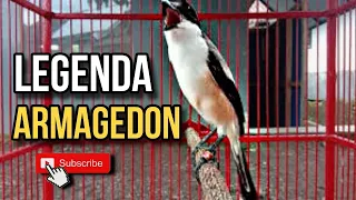 legenda cendet armagedon madura masteran cendet trotol 