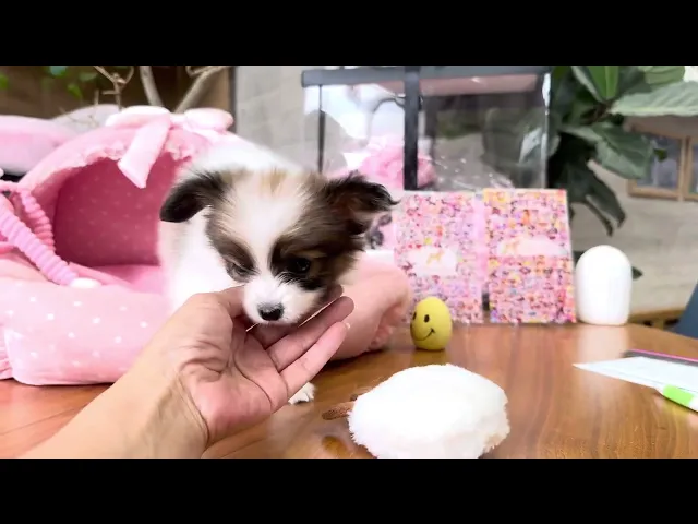 動画