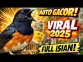Murai Batu Gacor Seketika! Masteran Terbaru Full Isian Viral 2025