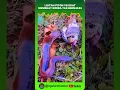 Download Lagu TRAGIS..!! King Kobra hampir tak bernafas. #duniaular #viral #short #ular