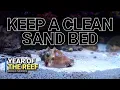 Lagu Keeping Your Sand Bed Clean |  Year of the Reef Episode 23