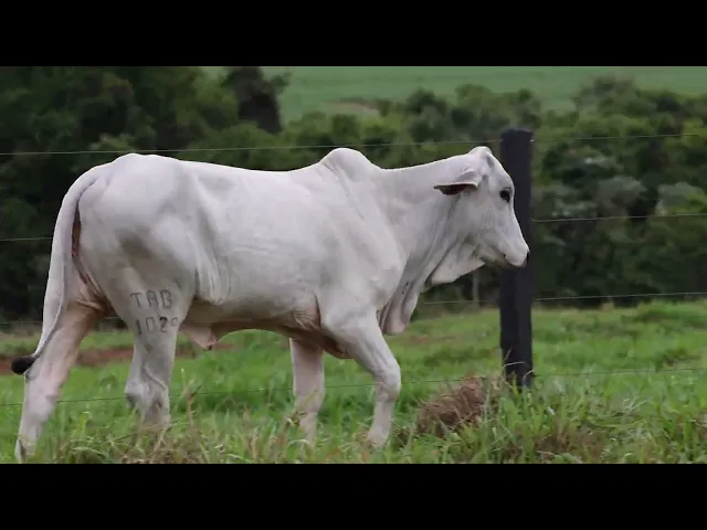 Novilha Tabapuã TAB - 1029