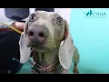 How early can you detect canine pregnancy on ultrasound