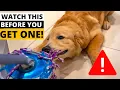 9 Things you MUST KNOW Before Getting a Golden Retriever