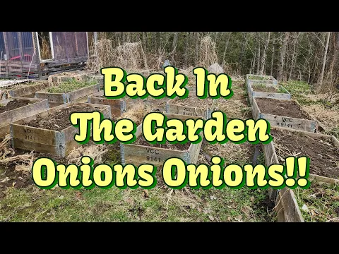 Download MP3 Back In The Garden! Onions Onions \u0026 More Onions!