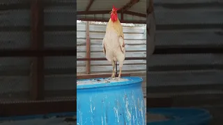 صياح الديك البلدي  دندنها