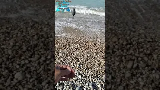 أفضل عمرة أو خيط لصيد المرمور تيارات قوية الحل عندي لعدم تشابك خيطان السنارة بالخيط الأساسي للقصبة 