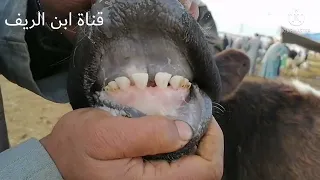 البقر العشر في سوق كفرالشيخ أرخص سعر ولده عجميات عشر ببلاش 