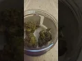KUSH CAKE by cresco bought from consume Marion