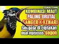 Download Lagu Smart Bird Training Audio | Masteran Sogon Premium untuk Terapi Vokal \u0026 Mental #sogonjuara #sogon