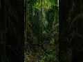 Download Lagu ngerii suaranya. #alam #rimba #hutan #suaraburung #suaraalam
