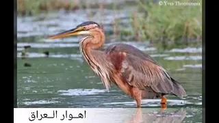 صوت الطائر الرخيوي مجربه شغله ودعيلي الاتنسه الايك   دندنها