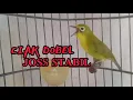Download Lagu CIAK DOBEL JOSS STABIL SANGAT AMPUH UNTUK PANCINGAN KECIAL KUNING MUDAH DI TIRU || Lombok Sasak tv