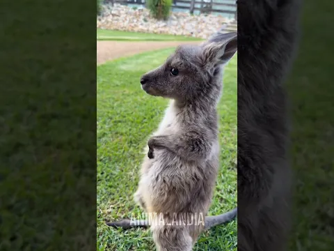 Nasceu do tamanho de uma jujuba e já tem uma missão #animais #bichos #curioso