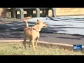 More Oahu parks now allowing dogs