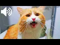 MALE CAT IN HEAT MEOWING - MATE CALLING