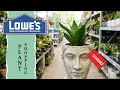 I found some great Clearance plants at Lowes Come shop with me