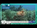 Last year s marine heatwave caused severe decline of elkhorn coral